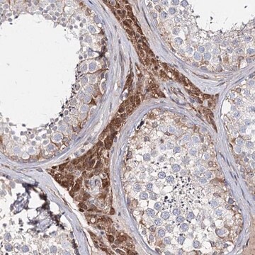 Anti-KIAA0825 antibody produced in rabbit Prestige Antibodies&#174; Powered by Atlas Antibodies, affinity isolated antibody, buffered aqueous glycerol solution