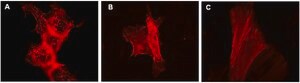 LentiBrite &#945;-actinin-RFP Lentiviral Biosensor