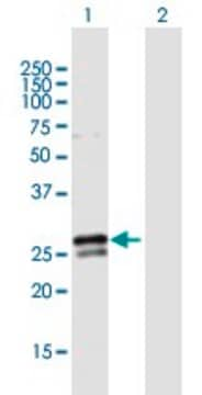 Anti-RAB3B antibody produced in mouse purified immunoglobulin, buffered aqueous solution