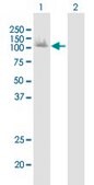 Anti-PDCD6IP antibody produced in mouse purified immunoglobulin, buffered aqueous solution