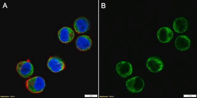 Anti-ICOS/CD278 Antibody, clone 1D20 ZooMAb&#174; Rabbit Monoclonal recombinant, expressed in HEK 293 cells