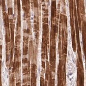 Anti-FAM168B antibody produced in rabbit Prestige Antibodies&#174; Powered by Atlas Antibodies, affinity isolated antibody, buffered aqueous glycerol solution