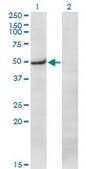 Monoclonal Anti-PRKX, (C-terminal) antibody produced in mouse clone 1H7, purified immunoglobulin, buffered aqueous solution