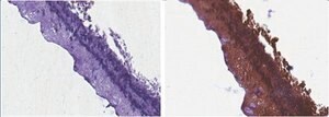 Anti-retSDR1 Antibody, clone A11 clone A11, from mouse