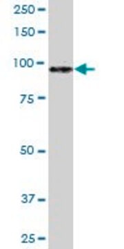Anti-MATN2 antibody produced in rabbit purified immunoglobulin, buffered aqueous solution