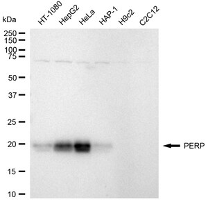 KD-Validated Anti PERP Antibody, clone 24GB1630, Rabbit Monoclonal clone 24GB1630, recombinant rabbit monoclonal, expressed in HEK293 cells
