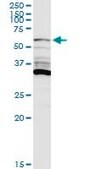 Anti-PIP5K1A antibody produced in rabbit purified immunoglobulin, buffered aqueous solution