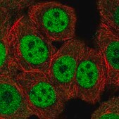 Anti-ERF antibody produced in rabbit Prestige Antibodies&#174; Powered by Atlas Antibodies, affinity isolated antibody, buffered aqueous glycerol solution