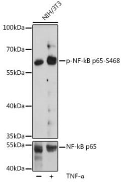 Anti-Phospho-RELA-S468 antibody produced in rabbit