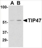 Anti-TIP47 antibody produced in rabbit affinity isolated antibody, buffered aqueous solution