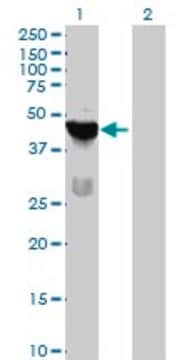 Anti-TSSK1 antibody produced in mouse purified immunoglobulin, buffered aqueous solution