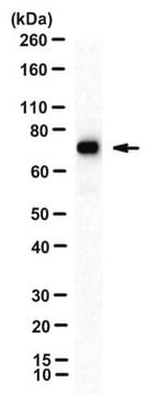 Anti-MxA, clone M143 (CL143) clone CL143, from mouse