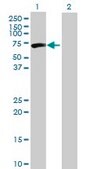Anti-CPNE3 antibody produced in mouse IgG fraction of antiserum, buffered aqueous solution