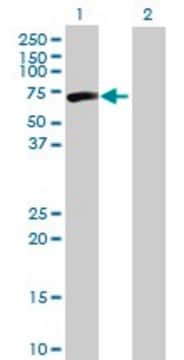 Anti-CPNE3 antibody produced in mouse IgG fraction of antiserum, buffered aqueous solution