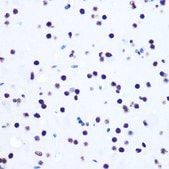 Anti-Histone H2AX antibody produced in rabbit