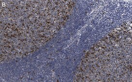 Anti-Cyclin A2 Antibody, clone 2K11 ZooMAb&#174; Rabbit Monoclonal recombinant, expressed in HEK 293 cells