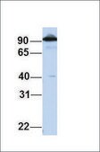 Anti-CTAGE5 (ab1) antibody produced in rabbit affinity isolated antibody