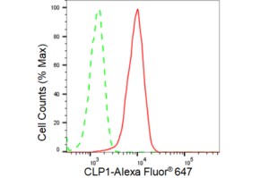 KD-Validated Anti CLP1 Antibody, clone 23GB3085, Rabbit Monoclonal clone 23GB3085, recombinant rabbit monoclonal, expressed in HEK293 cells