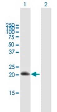 Anti-RGS10 antibody produced in mouse purified immunoglobulin, buffered aqueous solution