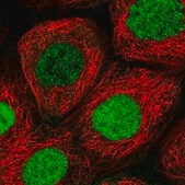 Anti-XPO5 antibody produced in rabbit Prestige Antibodies&#174; Powered by Atlas Antibodies, affinity isolated antibody, buffered aqueous glycerol solution, ab1