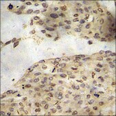 Anti-phospho-BAD (pSer136) antibody produced in rabbit affinity isolated antibody