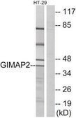 Anti-GIMAP2 antibody produced in rabbit affinity isolated antibody