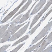 Anti-YIF1A antibody produced in rabbit Prestige Antibodies&#174; Powered by Atlas Antibodies, affinity isolated antibody, buffered aqueous glycerol solution