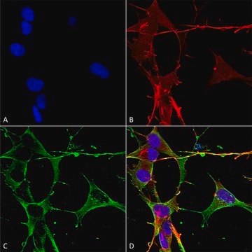 Monoclonal Anti-beta 4 Spectrin-Atto 390 antibody produced in mouse clone S393-2