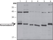 Anti-Peroxiredoxin 6 (N-terminal) antibody produced in rabbit ~1.0 mg/mL, affinity isolated antibody, buffered aqueous solution