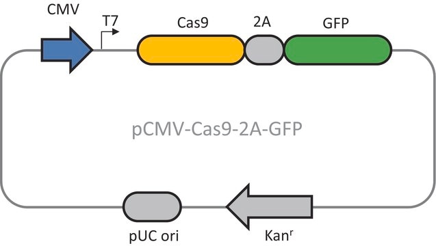 CMV-CAS9-2A-GFP Plasmid