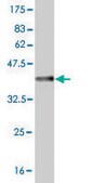 ANTI-HOXA5 antibody produced in mouse clone 1C9, purified immunoglobulin, buffered aqueous solution