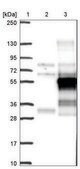 Anti-BHLHE40 antibody produced in rabbit Prestige Antibodies&#174; Powered by Atlas Antibodies, affinity isolated antibody, buffered aqueous glycerol solution