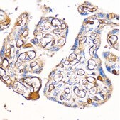 Anti-CD31 antibody produced in rabbit