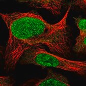 Anti-COPS7A antibody produced in rabbit Prestige Antibodies&#174; Powered by Atlas Antibodies, affinity isolated antibody, buffered aqueous glycerol solution