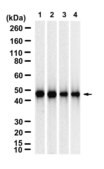 Anti-UQCRC2 Antibody, clone 5D23 ZooMAb® Rabbit Monoclonal recombinant, expressed in HEK 293 cells