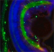 Anti-col2a1a antibody produced in rabbit affinity isolated antibody, buffered aqueous solution