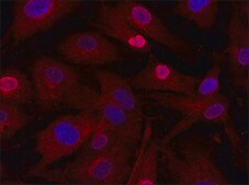 Anti-AQP5 (376-390) antibody produced in rabbit IgG fraction of antiserum, buffered aqueous solution
