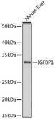 Anti-IGFBP1 Antibody, clone 2A0B5, Rabbit Monoclonal