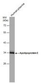 Anti-APOE antibody produced in rabbit