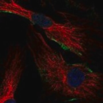 Anti-FGD5 antibody produced in rabbit Prestige Antibodies&#174; Powered by Atlas Antibodies, affinity isolated antibody, buffered aqueous glycerol solution