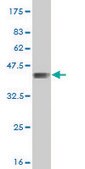 ANTI-FOXO3A antibody produced in mouse clone 2C4, purified immunoglobulin, buffered aqueous solution