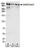 Rabbit anti-Lasu1/Ureb1 Antibody, Affinity Purified Powered by Bethyl Laboratories, Inc.