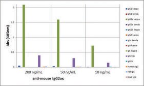 Anti-Mouse IgG2a kappa antibody, Rabbit monoclonal recombinant, expressed in HEK 293 cells, clone RM107, purified immunoglobulin