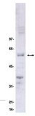 Cell Cycle-G2/M Phase Pathway Explorer Antibody Minipack Upstate®