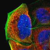 Anti-APBB3 antibody produced in rabbit Prestige Antibodies&#174; Powered by Atlas Antibodies, affinity isolated antibody, buffered aqueous glycerol solution