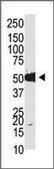Anti-Mouse Dnmt2 (N-term) antibody produced in rabbit IgG fraction of antiserum, buffered aqueous solution