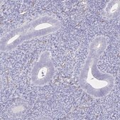 Anti-TTYH1 antibody produced in rabbit Prestige Antibodies&#174; Powered by Atlas Antibodies, affinity isolated antibody, buffered aqueous glycerol solution
