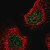 Anti-KLHL8 antibody produced in rabbit Prestige Antibodies&#174; Powered by Atlas Antibodies, affinity isolated antibody, buffered aqueous glycerol solution