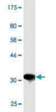 Monoclonal Anti-TSPAN32, (C-terminal) antibody produced in mouse clone 2G12, purified immunoglobulin, buffered aqueous solution