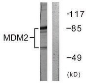 Anti-MDM2 antibody produced in rabbit affinity isolated antibody